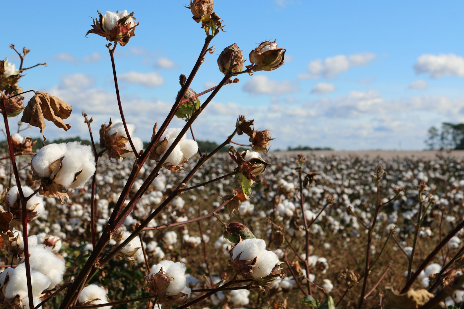 Your ‘cotton’ is not always cotton. What makes cotton premium, and how to recognise it