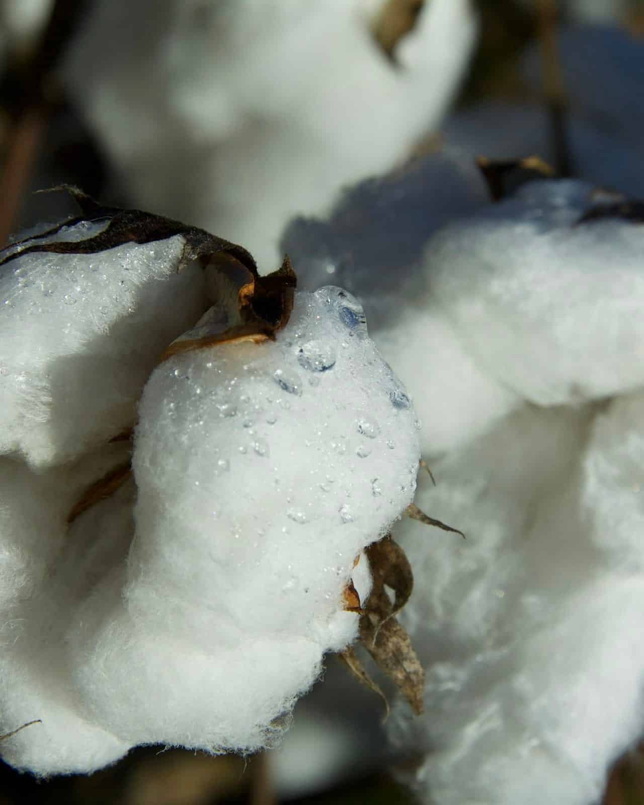 Close-up of an open cotton boll: the white fibre around the seeds, framed by the dried bracts