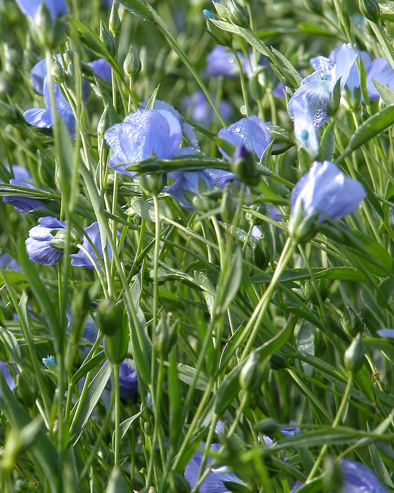 Textile flax plants standing in the field, slender stems with blue flowers at the top