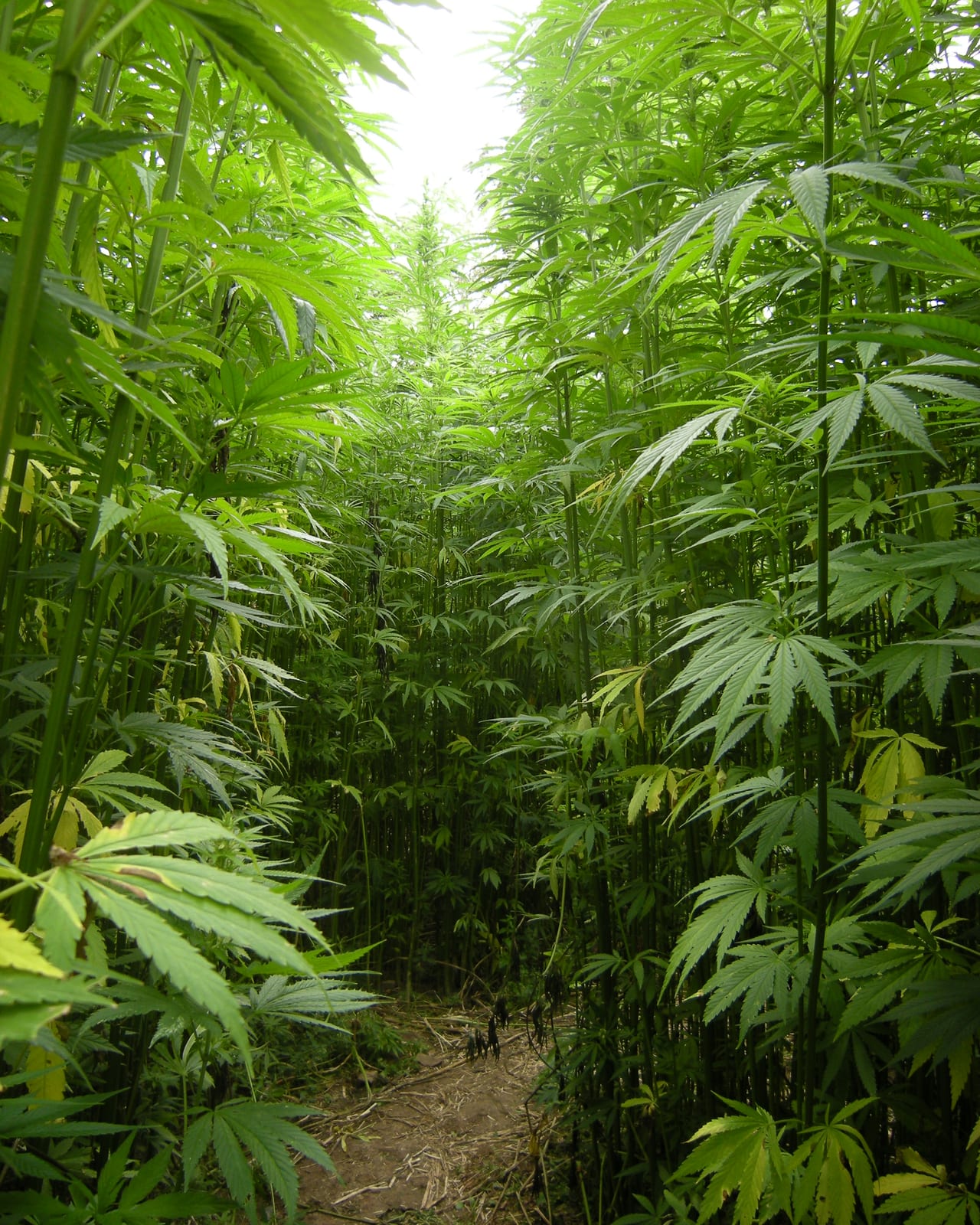 Tall hemp plants standing close together in a field, stems rising above head height