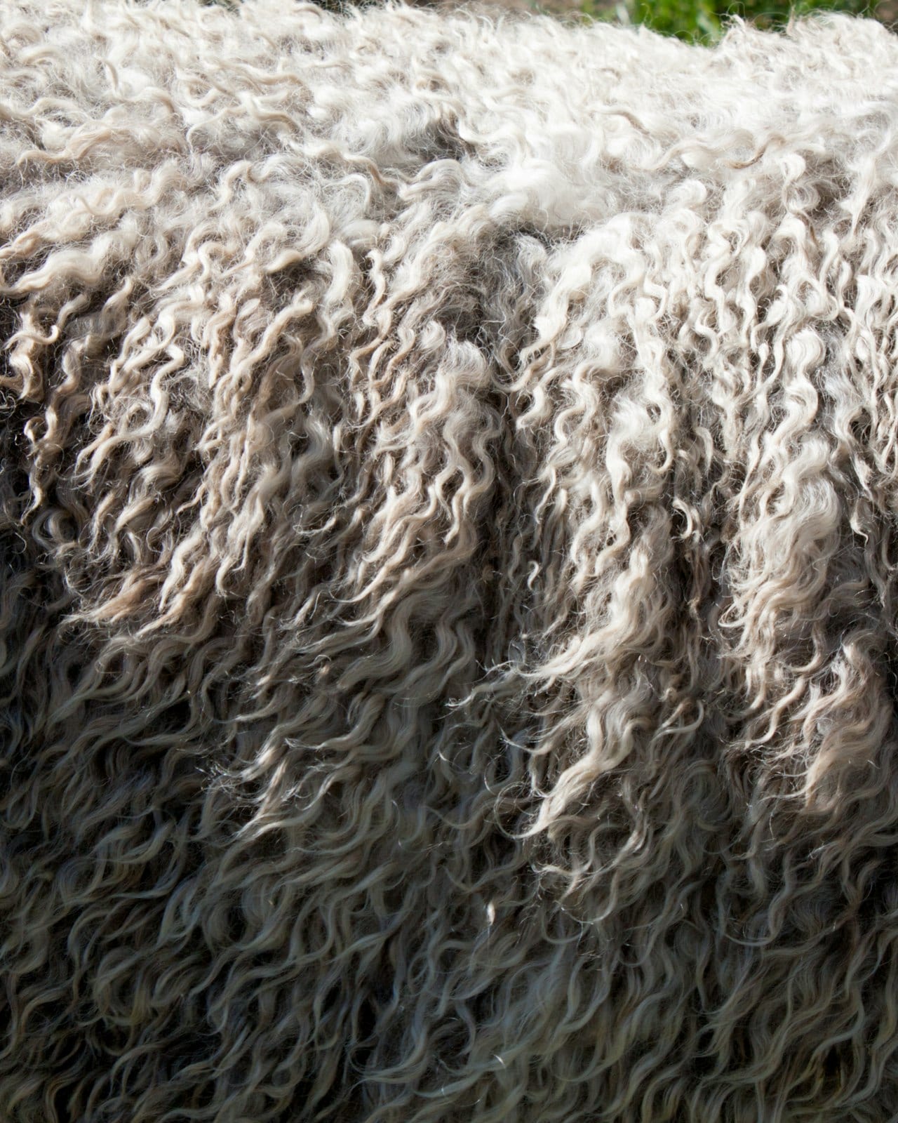 A sheep's fleece close up, the crimp of the wool fibres visible